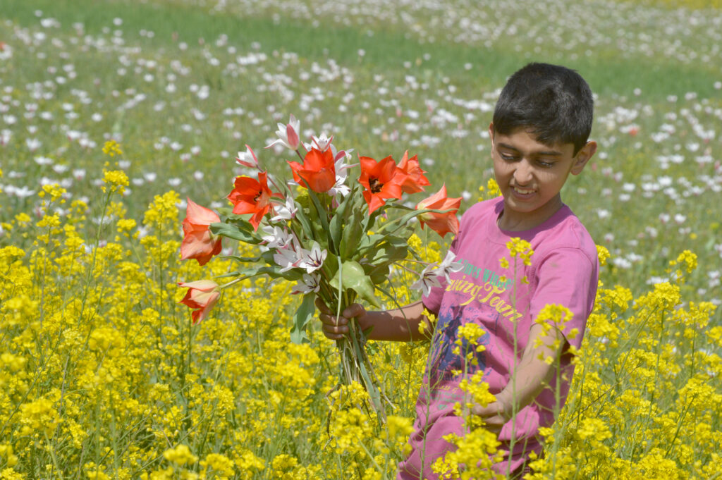 Flower nurseries bloom in Kashmir capital Valley Observer Weekly