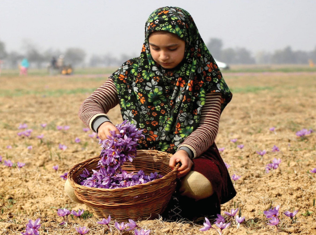 Saffron bloom in Pampore fields Valley Observer Weekly Newspaper of