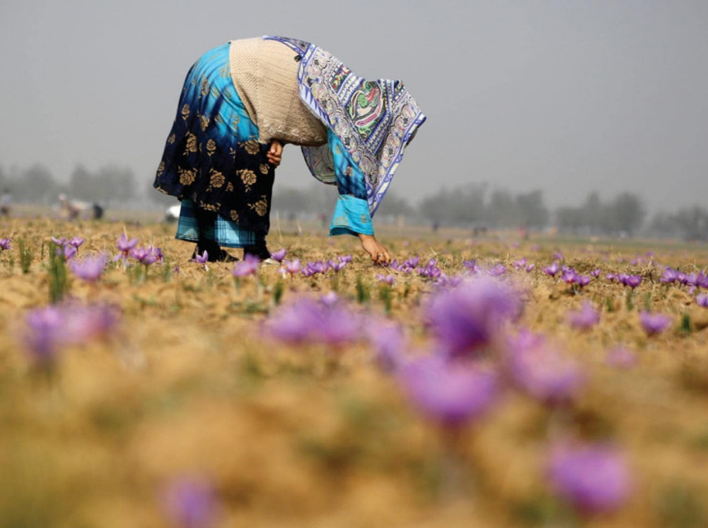 Saffron bloom in Pampore fields Valley Observer Weekly Newspaper of